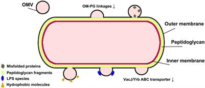 Bacterial outer membrane vesicles as drug delivery carrier for photodynamic anticancer therapy